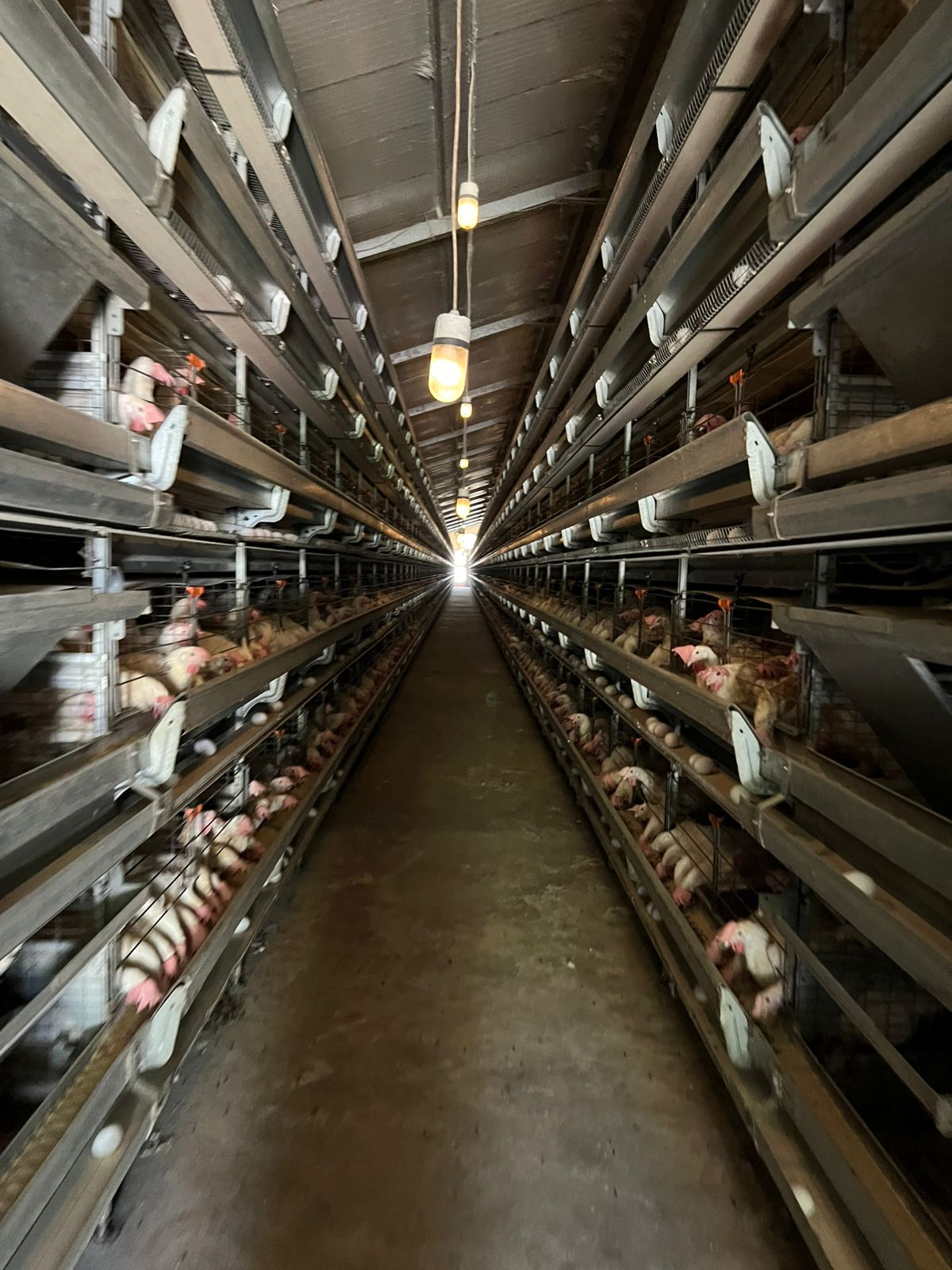 Instalación para producción de huevos