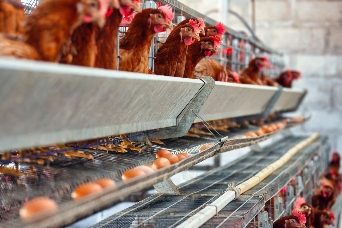 Equipamiento para producción de huevos