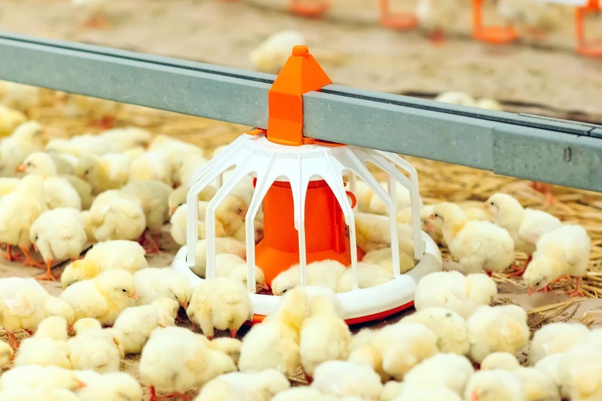 Equipamiento para producción de carne de pollo