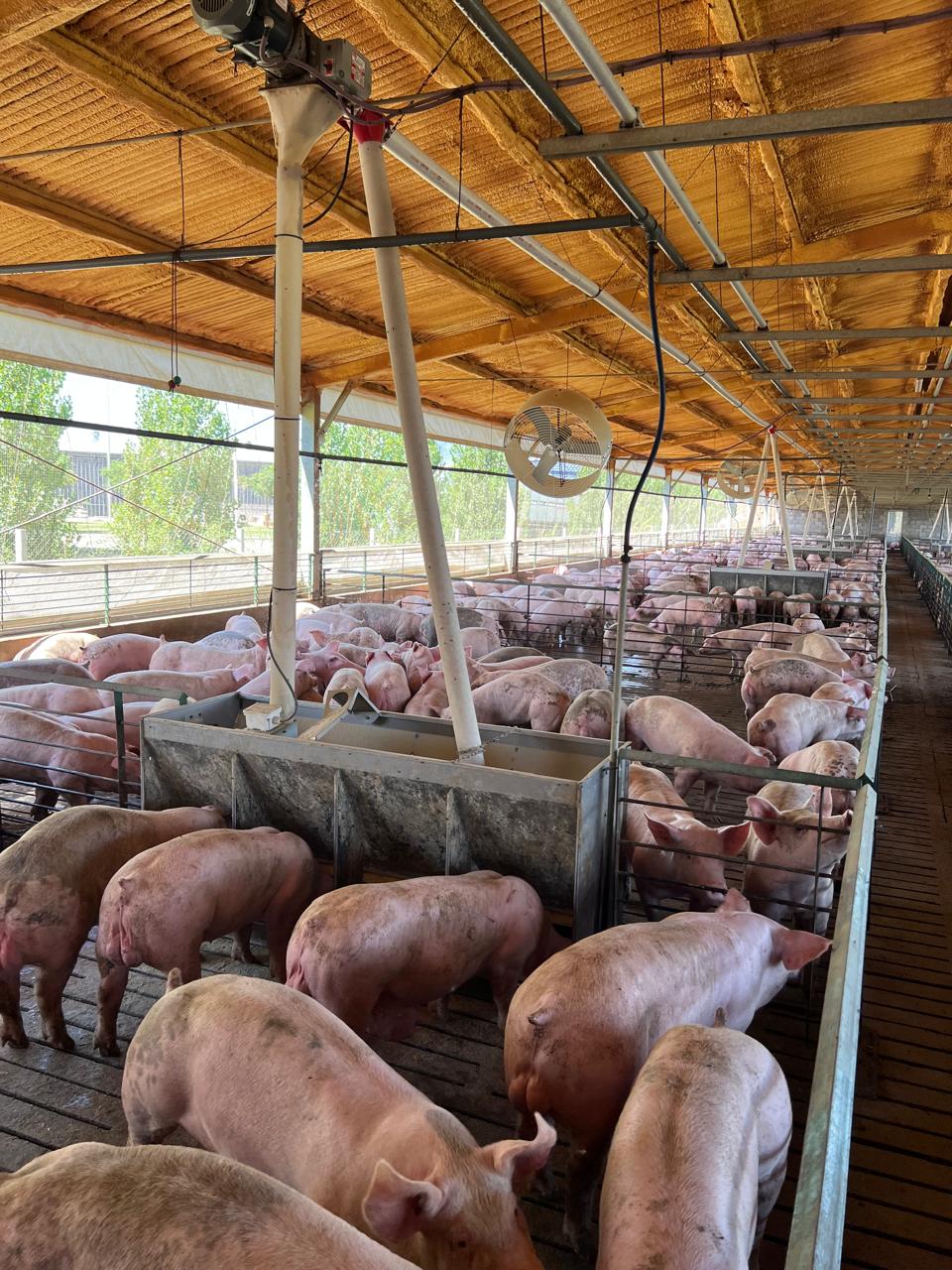 AllPork trabajo en granjas porcinas y avícolas